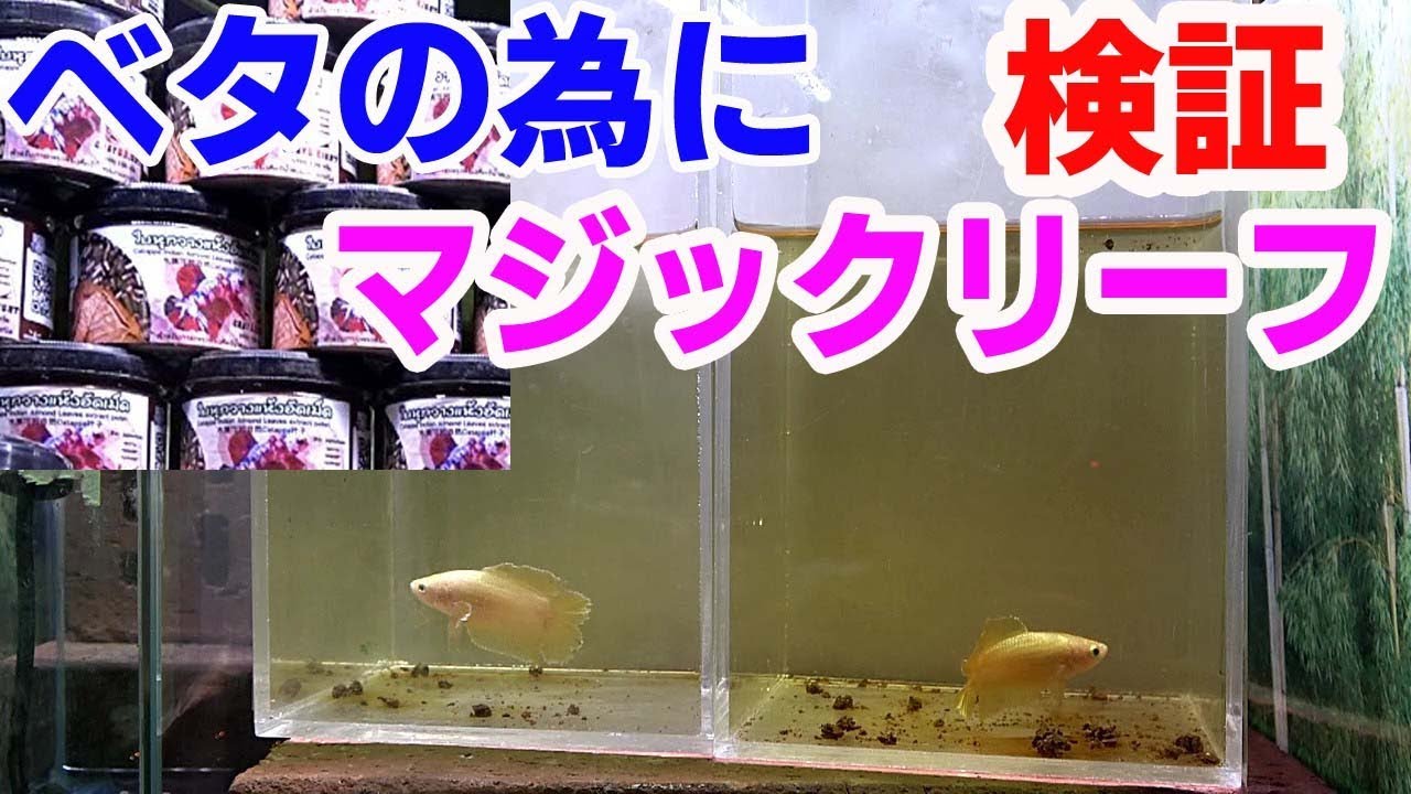 高知熱帯魚サービス】コムサンプロデュースマジックリーフチップを検証
