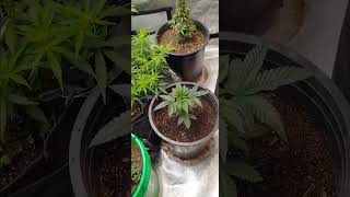 THCA small buds review & grow update 