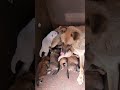 🐶Prepare to Smile: Cutest Puppies Ever! #puppy #puppies #animals #shorts💕🐶💪