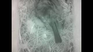 Live Bird Box Camera Norway | Nest Watch 2026 🐦