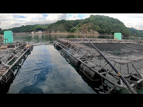 養殖イケスの間から巨大な魚が次々と釣れるも今年最大の悲劇が…！！【夢のロクマル #15】
