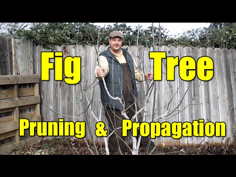 Fig