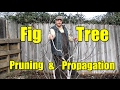 Fig Tree Pruning & Propagation | All You Need To Know
