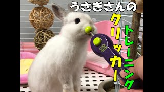はじめてのクリッカートレーニング　クリッカートレーニング1話