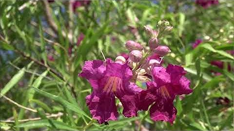 BÀI CA CÔ GIÁO TRẺ  | Sáng tác: Phạm Đăng Khương | Trình bày: Nhóm Mây Trắng