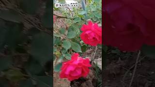 Download Lagu Na pooveduthu vaikanum pinnala remix song romantic❤💏🌹 MP3 Download Lagu Na pooveduthu vaikanum pinnala remix song romantic❤💏🌹 MP3