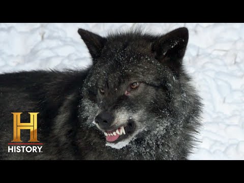 Mountain Men | New Episode Thursday at 8/7c on The HISTORY Channel - Mountain Men | New Episode Thursday at 8/7c on The HISTORY Channel