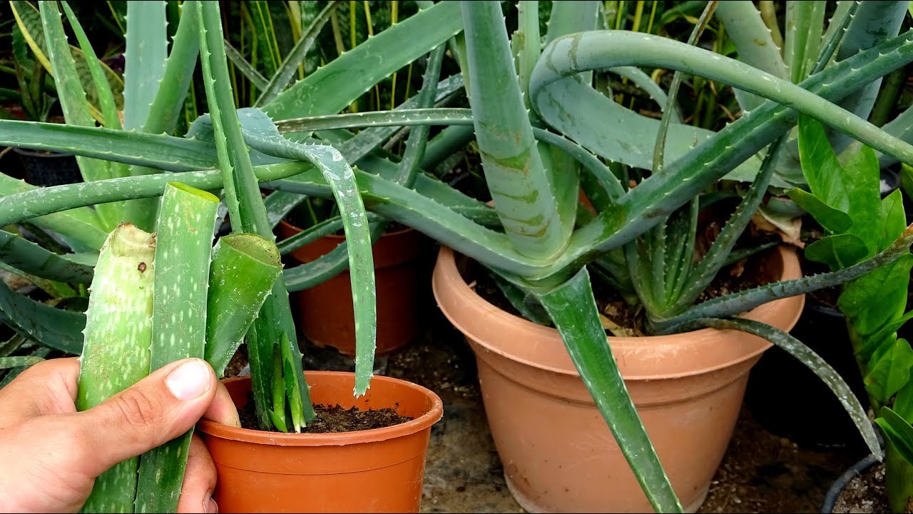 agave verkaufen Agave cupreata main image 0