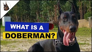 What is a DOBERMAN? by TheDobermanGuy 1,488 views 9 months ago 2 minutes, 38 seconds