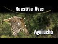 AGUILUCHO - Serie Nuestras Aves