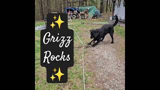 Black Lab Playing with a Rock Grizz Rocks Lorde Royals