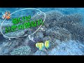 The Island Grill / couple snorkeling, coral / 파크 하얏트 몰디브 수중 환경 / champagne, honeymoon event /