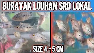 SPECIAL REVIEW || ARRIVAL OF SRD LOUHAN FRY SIZE 4 - 5 CM