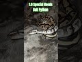 1.0 Special Needs Ball Python #special #needs #specialneeds #ballpython #shark #mouth #reptiles #bp