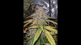 EP. 3 Granite Haze F5 Auto (Topped) by Speedrun seeds 90 Days (Seed 2 Darkness) B RANK