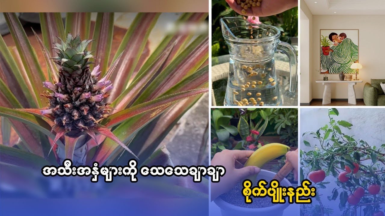 အသီးနှံများက်ို သေသေချာချာ စိုက်မျိုးနည်း
