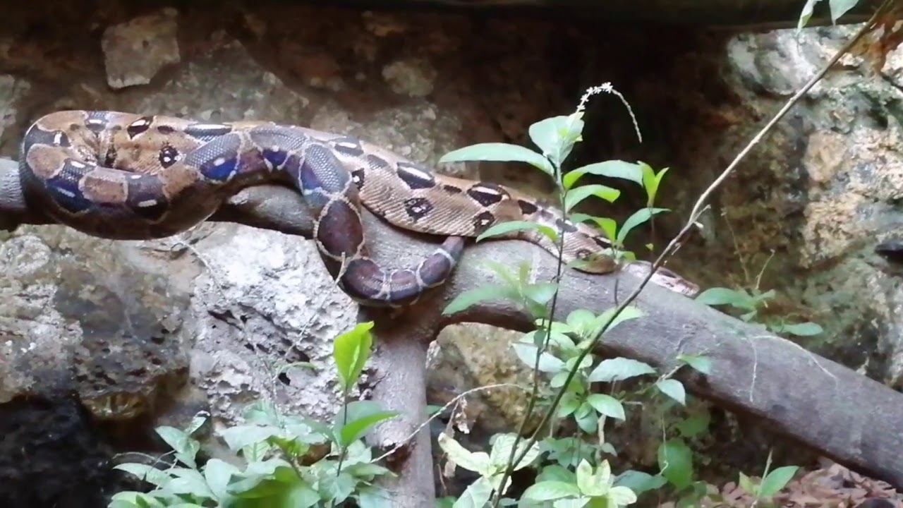 Herpetario tropical, zoologico de Tuxtla Gutiérrez