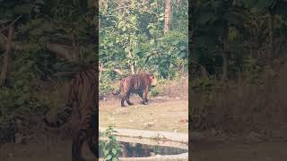 Tiger in phanto zone big tiger #wildlife #jimcorbettwildlifeandnatureview #tigerspotted