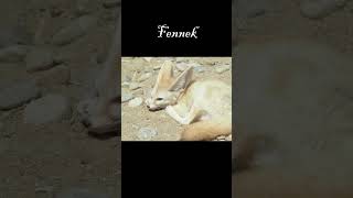 Morocco And Its Animals - Part 1