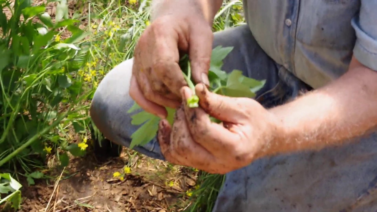 Dividing and Re-Potting Lovage
