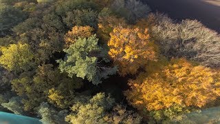 Chasing birds | FPV