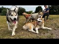 Phil Is Finally Reunited With His Long Lost Friends! (Happiest Doggos!!)