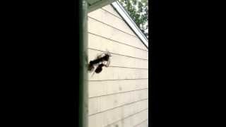 Giant spider eating a dragon fly!