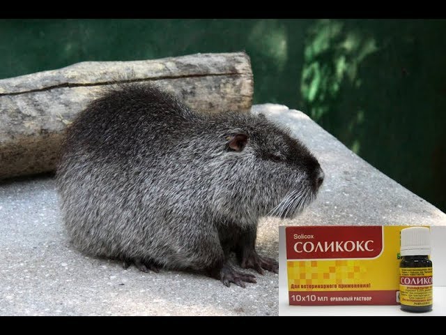 СОЛИКОКС - ПАНАЦЕЯ ОТ КОКЦИДИОЗА.