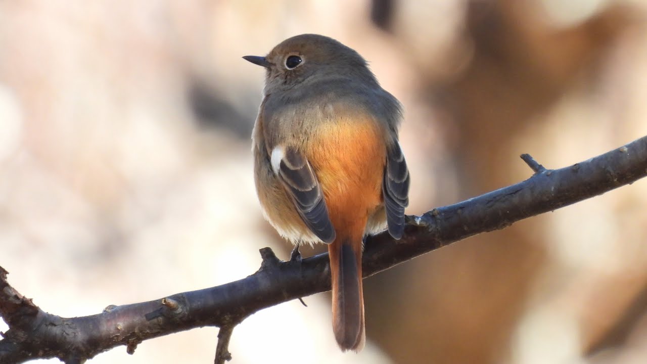 ジョウビタキ (♀) ② 4K / Daurian Redstart (female) - YouTube