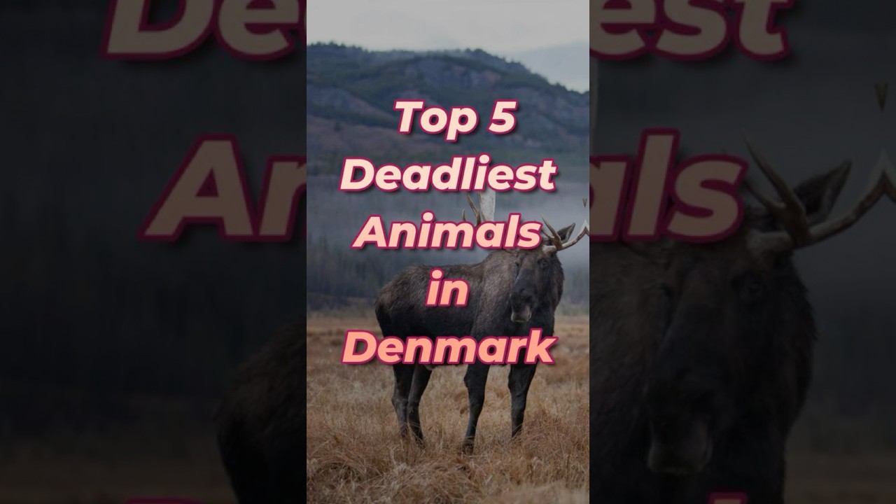Top 5 Deadliest Animals in Denmark 🇩🇰  Scary Yet Real! 
