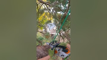 Sequoia rigs #rigging #arborist #treework #chainsaw