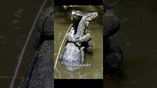 ตัวตึงกลับมาแล้ว! อัมพวาปลุกตำนาน “ตัวเงินตัวทอง” ทำไมต้องตอนนี้? #monitorlizard #ตัวเงินตัวทอง