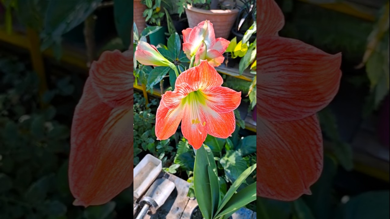 Amaryllis Bulb Flowering Season