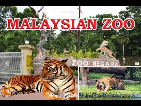 Bengal Tiger On Zoo Negara Malaysia Visit National Zoo Kuala
