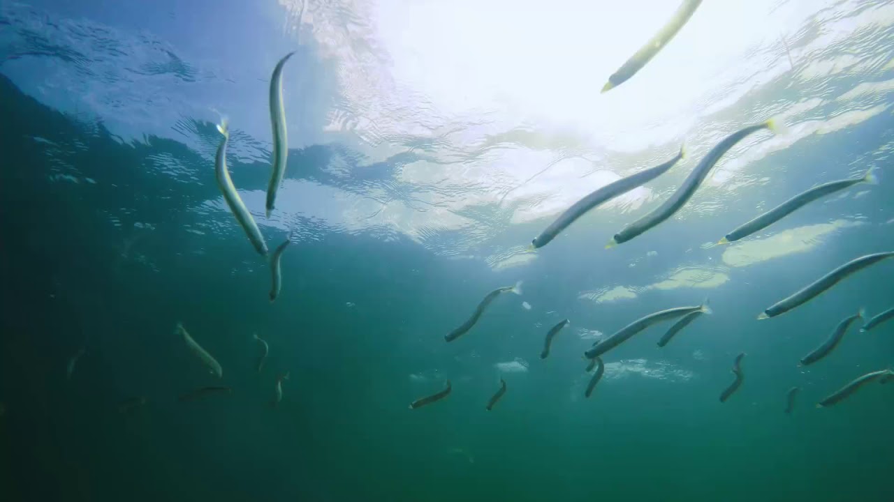 Øhavets Smakke- og Naturcenter, Strynø