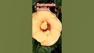 Napakaganda Ng Gumamela