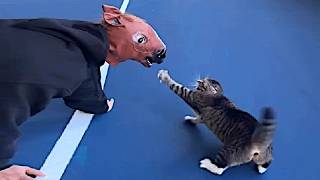 Standard cats behavior