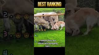 Not just funny dogs—there are other funny animals too! 😍❤️#funny #fyp #foryou funnytiktok #animals