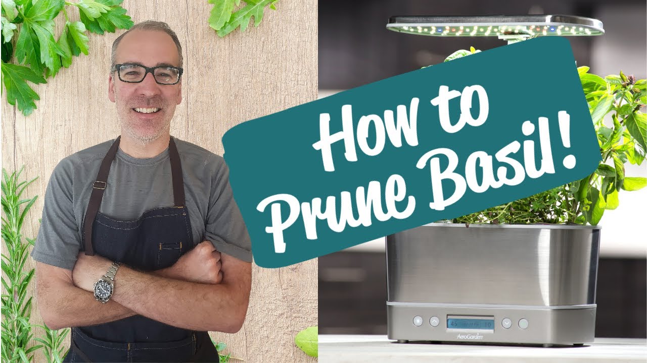 How to Prune Basil AeroGarden Harvest Elite Review Day 28 YouTube