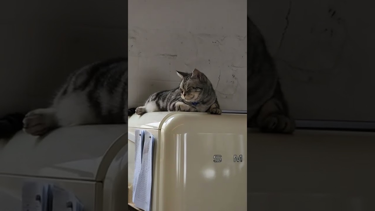 그린노마드 카페에 있는 고양이 #shorts #그린노마드 #망미동카페 #망리단길 #카페고양이