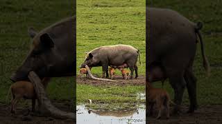 Celebrity Mother pig eats python to get protein to feed piglets Net Worth