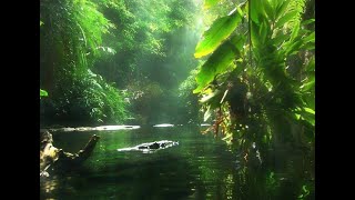 Дикая природа Амазонки Документальный фильм National Geographic