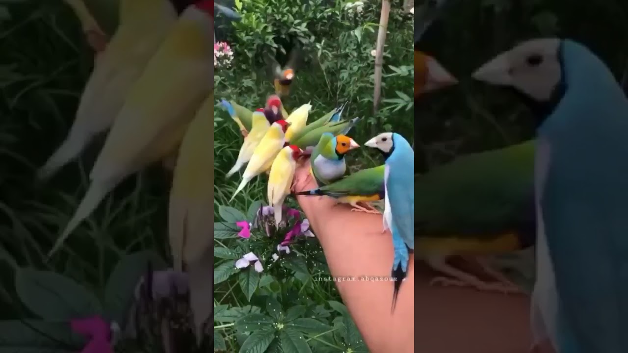 Indahnya Taman burung mini 