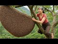 UNBELIEVABLE Jungle Bee Hunt — Harvesting Wild Honey with Bare Hands