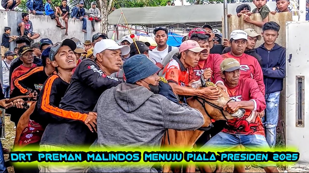 DRT PREMAN MALINDOS Juara 2 Golongan Atas Kerapan Sapi Tingkat Kabupaten Bangkalan 2025