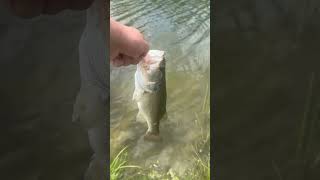 Day 5 100lb bass challenge #fishing #bassfishing