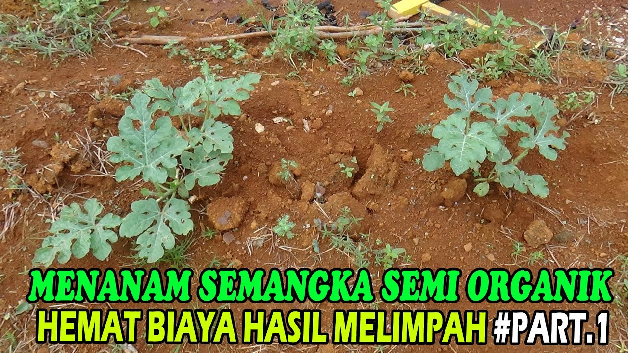 Menanam Semangka Semi Organik di Lahan Tanpa Olah Tanah Hemat Biaya Hasil Melimpah  #PART 1
