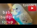 Baby Budgie Syrup - Day 1