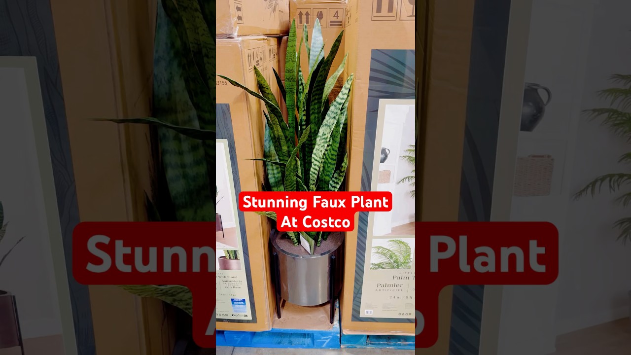 This Costco faux snake plant would look great in any space! #costco  #fauxplants #snakeplants - YouTube