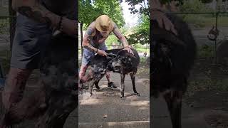 Grooming Kurgan - MASSIVE Blue Bay Shepherd